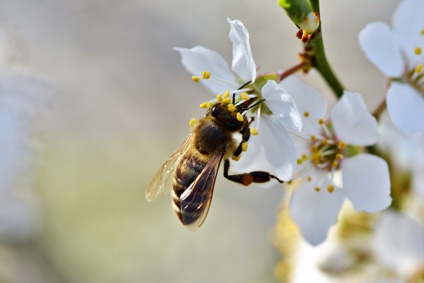 abeille qui butine