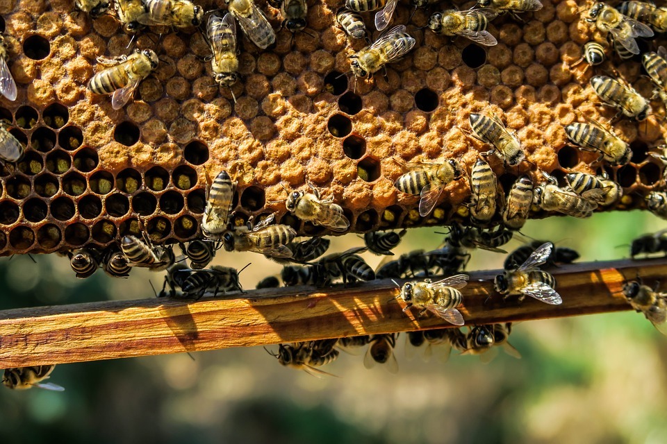 L’emballage réutilisable en cire d’abeille, une révolution en cuisine