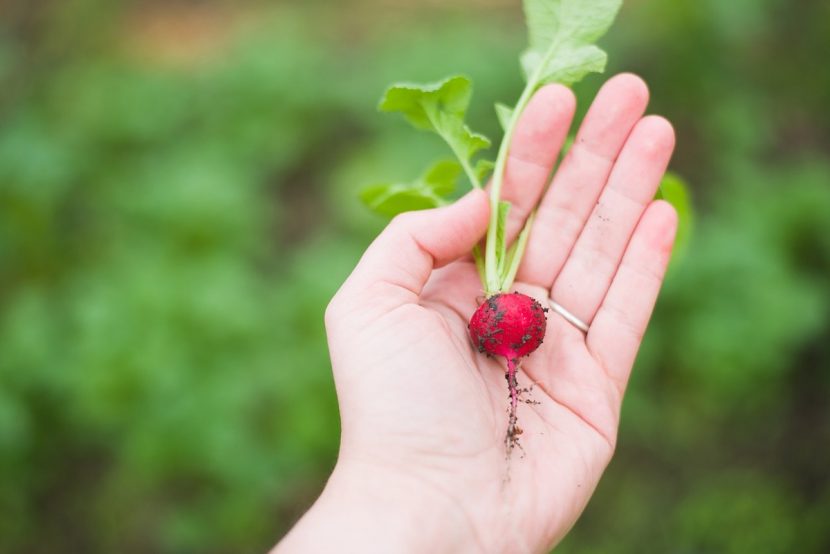 Main verte pour un jardinnage bio