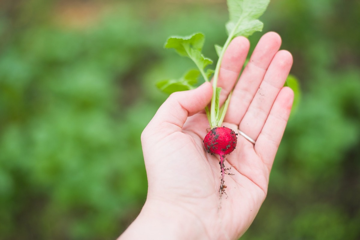 Main verte pour un jardinnage bio