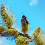 impacts écologiques de la disparition des abeilles