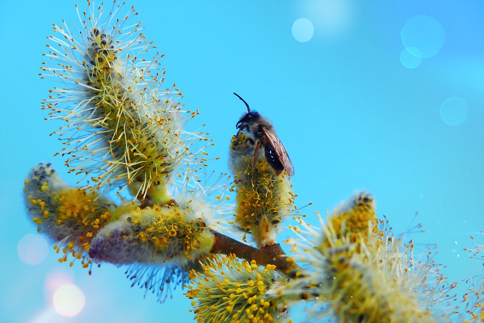 impacts écologiques de la disparition des abeilles