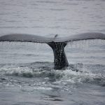 queue de baleine qui plonge