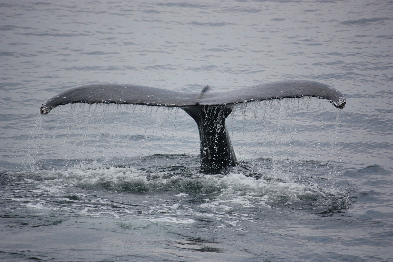 queue de baleine qui plonge