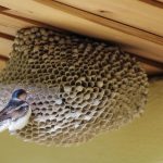 Une hirondelle et son nid